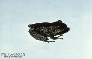 Media type: image;   Herpetology A-92118 Description: Photo of animal in life, taken in the field by Dr. Kenneth Ichiro Miyata. A slide of the photo was scanned in 2012 by Melissa Wooley.;  Aspect: lateral
